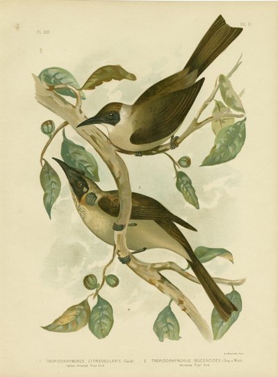 Gelbkehl-Friarsvogel oder Kleiner Friarsvogel, 1891 von Gracius Broinowski